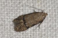 Teleiodes vulgella