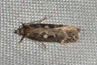 Gelechia sororculella