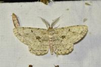 Hypomecis roboraria