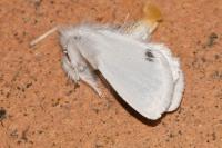 Sphrageidus similis
