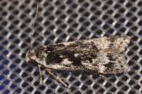 Anacampsis blattariella