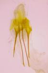 Anacampsis blattariella