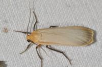 Katha depressa