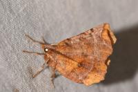 Selenia dentaria