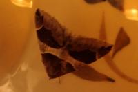 Dysgonia algira