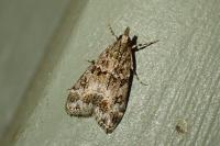 Eudonia mercurella