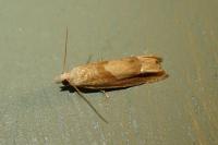 Eucosma conterminana