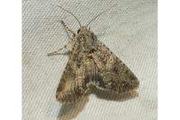 Anarta trifolii