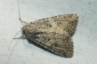 Anarta trifolii