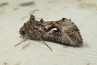 Autographa gamma