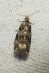 Celypha lacunana