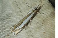 Crambus pascuella