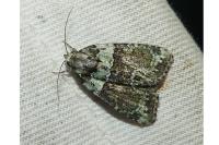 Cryphia algae