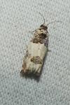 Epinotia thapsiana