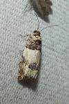 Epinotia thapsiana