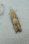 Eucosma conterminana