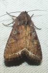 Lacanobia oleracea