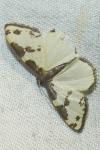 Lomaspilis marginata