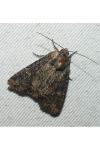 Mesapamea secalella/secalis
