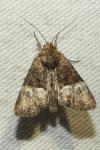 Mesoligia furuncula