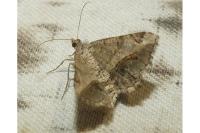 Chiasmia aestimaria
