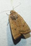 Noctua interjecta