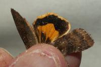 Noctua janthe