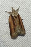 Nycteola revayana