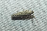 Phycitodes
