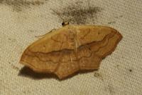 Scopula imitaria
