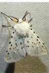 Spilosoma lubricipeda