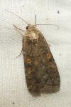 Spodoptera exigua