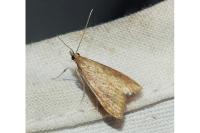 Udea ferrugalis