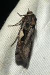 Xestia c-nigrum