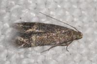 Pragmatodes melagonella