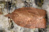Pandemis heparana