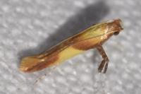 Caloptilia alchimiella