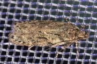 Gelechia muscosella