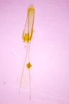 Gelechia muscosella