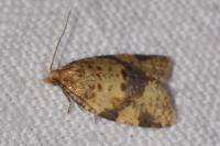 Epagoge grotiana