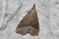 Schrankia taenialis