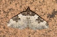 Xanthorhoe fluctuata