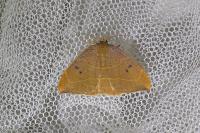Watsonalla binaria