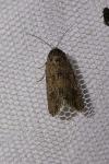 Spodoptera exigua