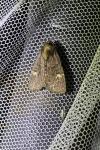 Mesapamea secalella/secalis
