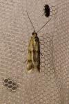 Homoeosoma sinuella