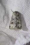 Anarta stigmosa
