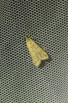 Nomophila noctuella