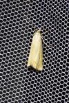 Chrysoteuchia culmella