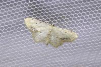Idaea dimidiata